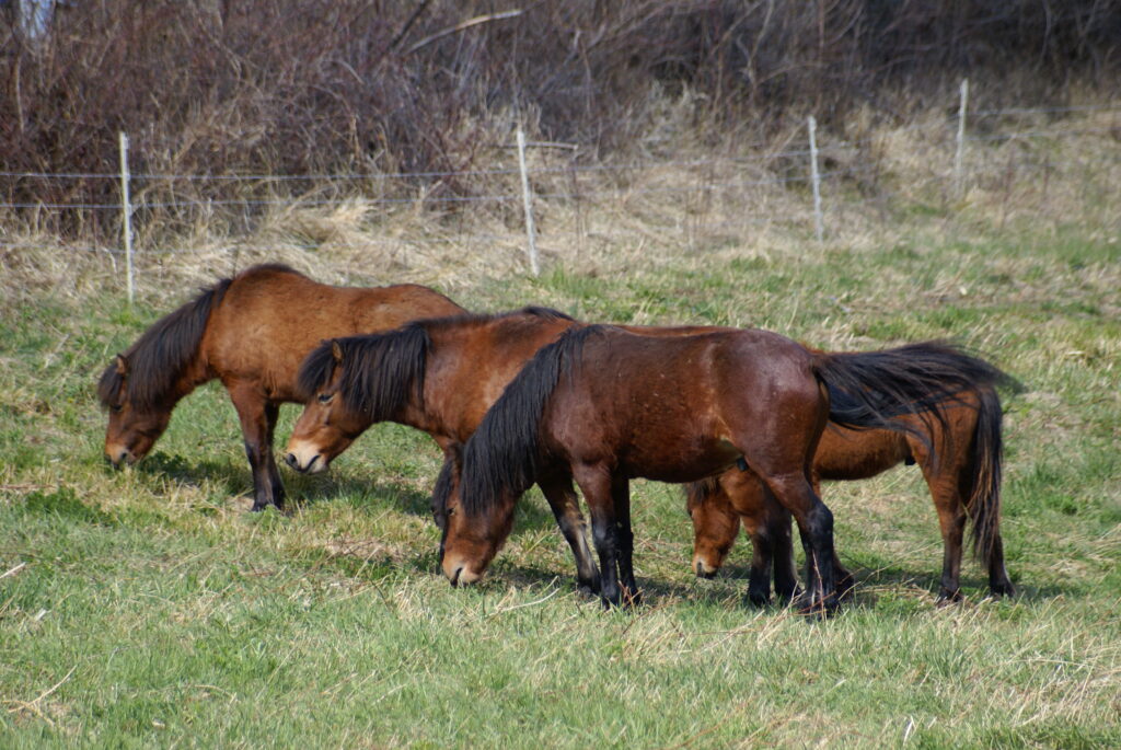 Une photo de Iota, Achille, Echo et Iti en train de brouter.