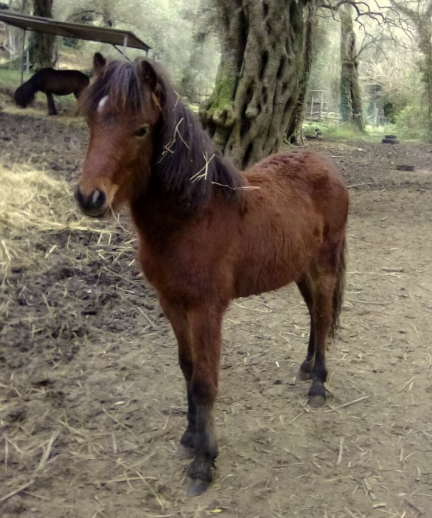 Echo, Cheval de Skyros, alors qu'il avait onze mois.