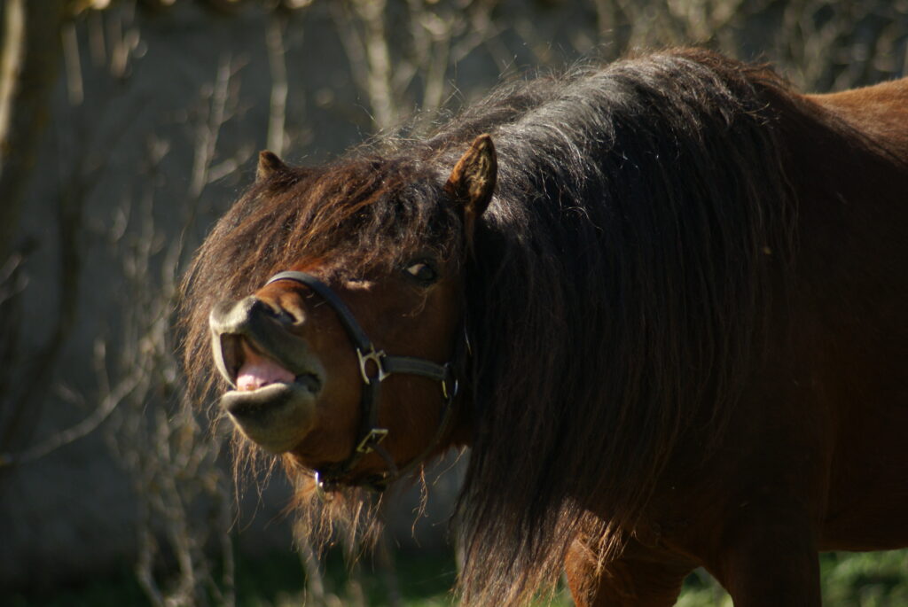 Echo en plein flehmen.